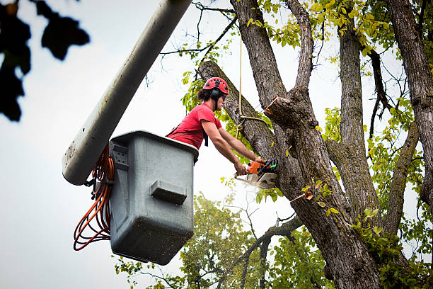 Professional Tree Service in Union Hall, VA